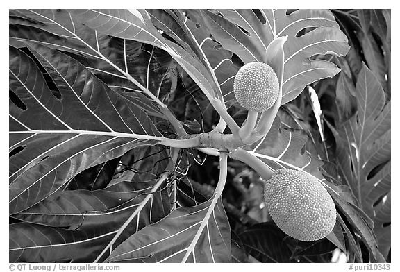 Tropical fruit and large leaves, El Yunque, Carribean National Forest. Puerto Rico (black and white)