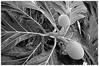 Tropical fruit and large leaves, El Yunque, Carribean National Forest. Puerto Rico ( black and white)