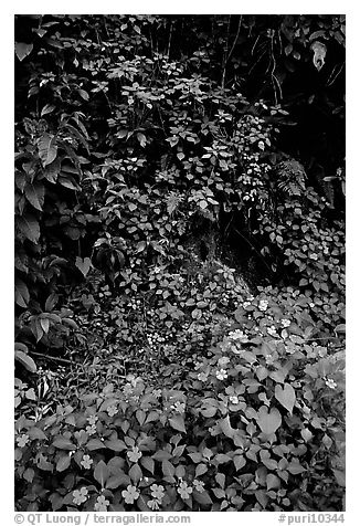 Flowers in rain forest undercanopy, El Yunque, Carribean National Forest. Puerto Rico (black and white)