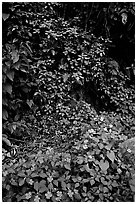 Flowers in rain forest undercanopy, El Yunque, Carribean National Forest. Puerto Rico ( black and white)