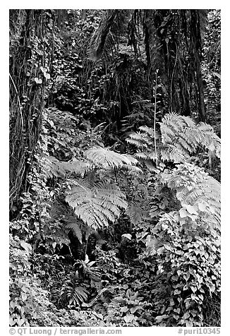 Ferns in rain forest undercanopy, El Yunque, Carribean National Forest. Puerto Rico