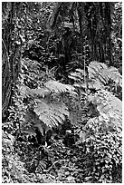 Ferns in rain forest undercanopy, El Yunque, Carribean National Forest. Puerto Rico (black and white)