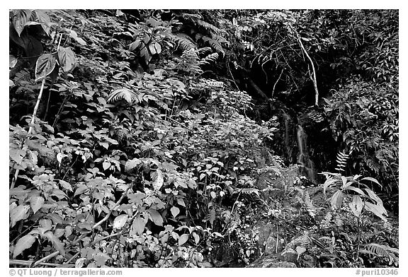 Flowers, lush foliage, and waterfall in rain forest, El Yunque, Carribean National Forest. Puerto Rico (black and white)