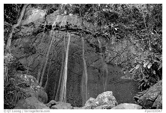 La Coca Falls, El Yunque, Carribean National Forest. Puerto Rico (black and white)