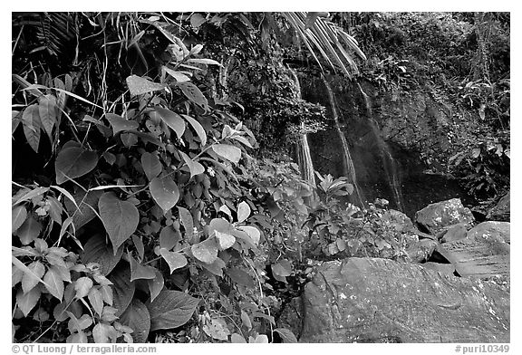 Waterfall in rain forest, El Yunque, Carribean National Forest. Puerto Rico