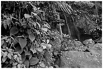 Waterfall in rain forest, El Yunque, Carribean National Forest. Puerto Rico (black and white)