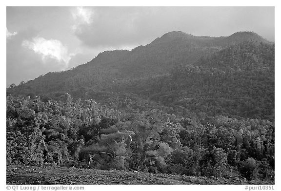 Forest-covered hill. Puerto Rico (black and white)