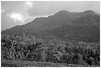 Forest-covered hill. Puerto Rico (black and white)