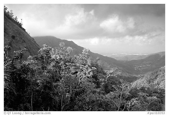 Tropical forest and hills. Puerto Rico