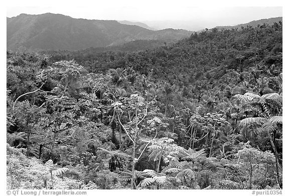 Tropical forest on hillsides. Puerto Rico (black and white)