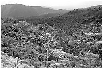 Tropical forest on hillsides. Puerto Rico ( black and white)