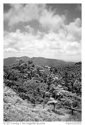 Hills covered with tropical forest. Puerto Rico