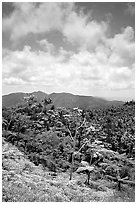 Hills covered with tropical forest. Puerto Rico (black and white)