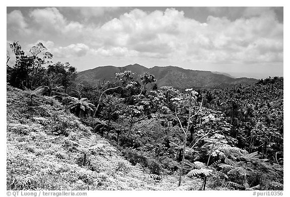 Tropical forest on hill. Puerto Rico (black and white)