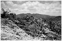 Tropical forest on hill. Puerto Rico (black and white)