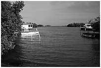 Bay with mangroves, La Parguera. Puerto Rico ( black and white)