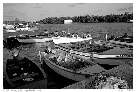 Small boats on a mangrove-covered cost, La Parguera. Puerto Rico