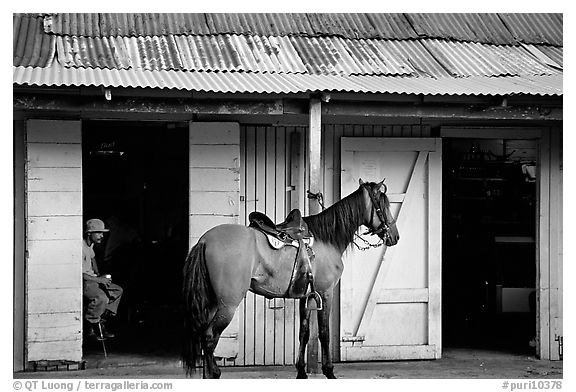 Man sitting inside a bar with a horse parked outside, North East coast. Puerto Rico (black and white)