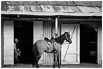 Man sitting inside a bar with a horse parked outside, North East coast. Puerto Rico (black and white)