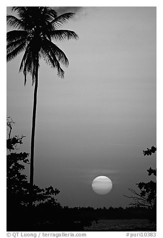 Palm tree at sunset, North East coast. Puerto Rico (black and white)