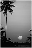 Palm tree at sunset, North East coast. Puerto Rico ( black and white)