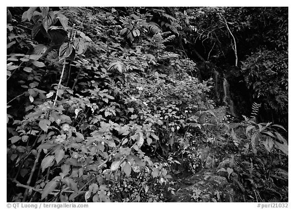 Flowers, lush foliage, and waterfall in rain forest, El Yunque, Carribean National Forest. Puerto Rico