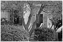 Tree in fall color and house. Montgomery, Alabama, USA (black and white)