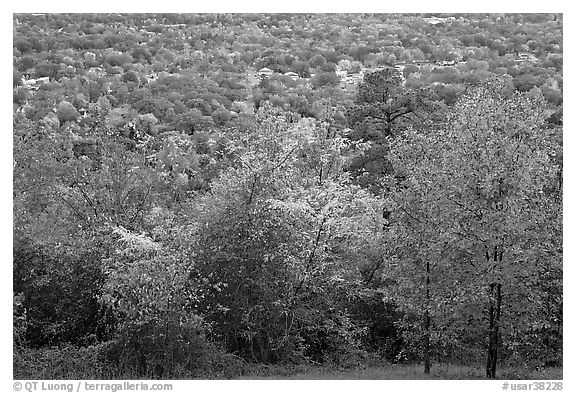 Trees in fall colors and city. Hot Springs, Arkansas, USA (black and white)