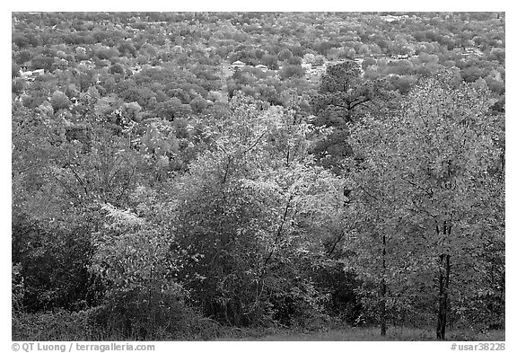 Trees in fall colors and city. Hot Springs, Arkansas, USA