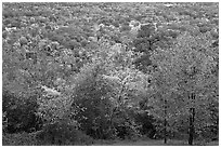 Trees in fall colors and city. Hot Springs, Arkansas, USA (black and white)