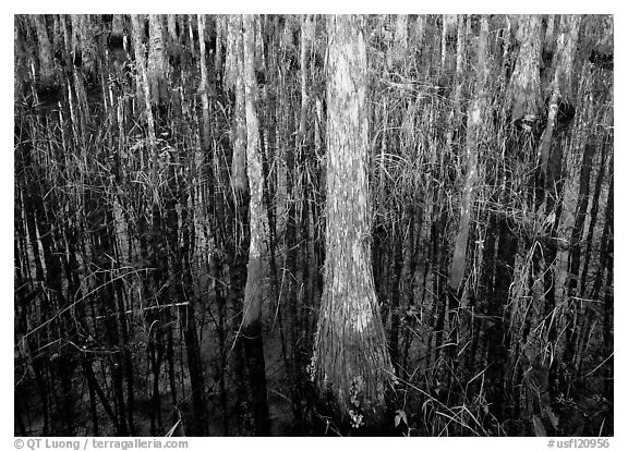 Cypress in dark swamp. Corkscrew Swamp, Florida, USA (black and white)