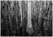 Cypress in dark swamp. Corkscrew Swamp, Florida, USA ( black and white)