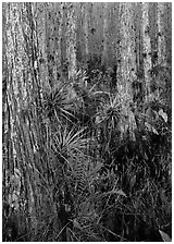 Bromeliads in cypress swamp, Corkscrew Swamp. USA ( black and white)