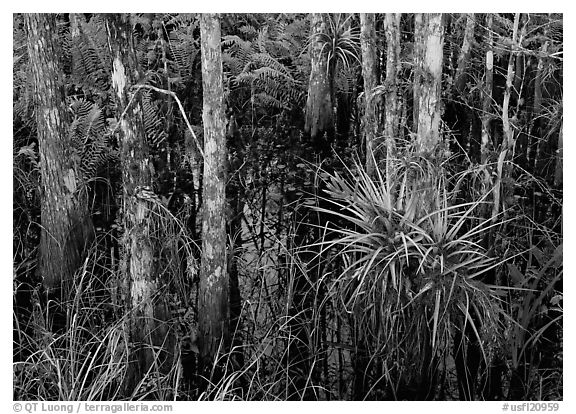 Bromeliads and cypress growing in swamp, Corkscrew Swamp. USA (black and white)