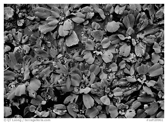 Water lettuce. Corkscrew Swamp, Florida, USA (black and white)