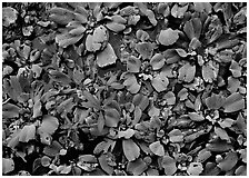 Water lettuce. USA ( black and white)