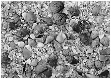 Close-up of shells, Sanibel Island. Florida, USA ( black and white)