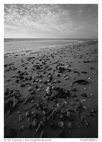 Shells washed-up on shore, Sanibel Island. Florida, USA