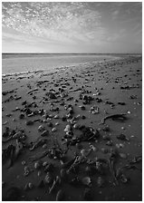 Shells washed-up on shore. USA ( black and white)