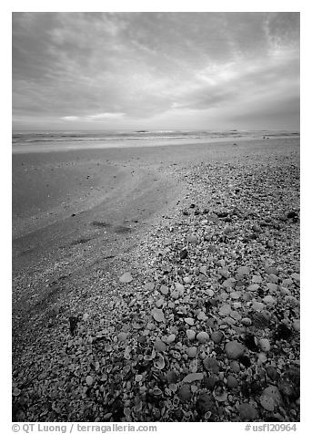 Beach covered with sea shells, sunrise. USA (black and white)