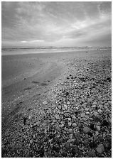 Beach covered with sea shells, sunrise, Sanibel Island. Florida, USA (black and white)