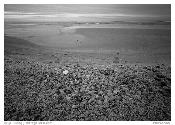 Beach covered with sea shells, sand dollar, shore bird, sunrise, Sanibel Island. Florida, USA