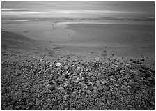 Beach covered with sea shells, sand dollar, shore bird, sunrise, Sanibel Island. Florida, USA (black and white)