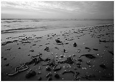 Shells and seaweeds freshly deposited on beach, Sanibel Island. Florida, USA (black and white)