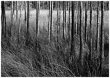 Grasses and trees at edge of swamp, Corkscrew Swamp. Corkscrew Swamp, Florida, USA (black and white)