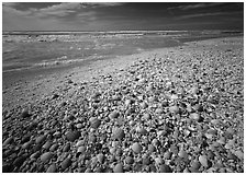 Beach covered with sea shells, sunrise, Sanibel Island. Florida, USA ( black and white)