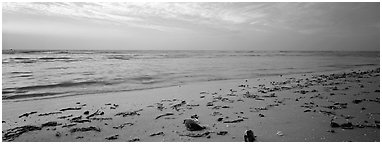 Beach seascape with washed seaweed, Sanibel Island. Florida, USA (Panoramic black and white)