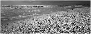 Shell-covered beach, Sanibel Island. Florida, USA (Panoramic black and white)