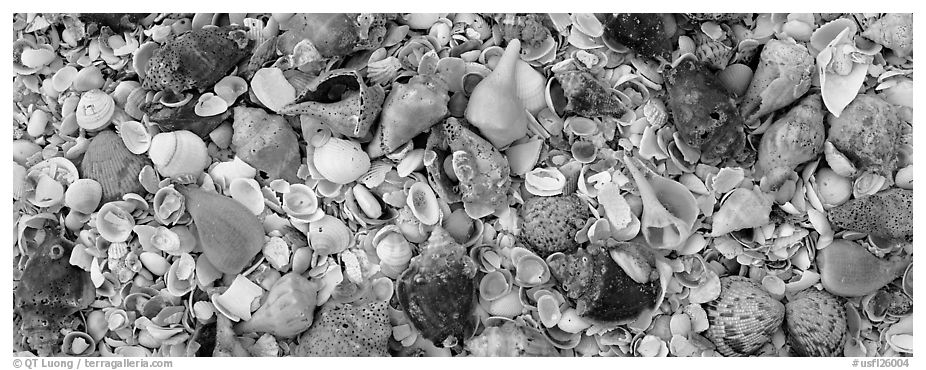 Beach close-up with seashells, Sanibel Island. Florida, USA (black and white)