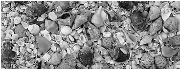 Beach close-up with seashells, Sanibel Island. Florida, USA (Panoramic black and white)